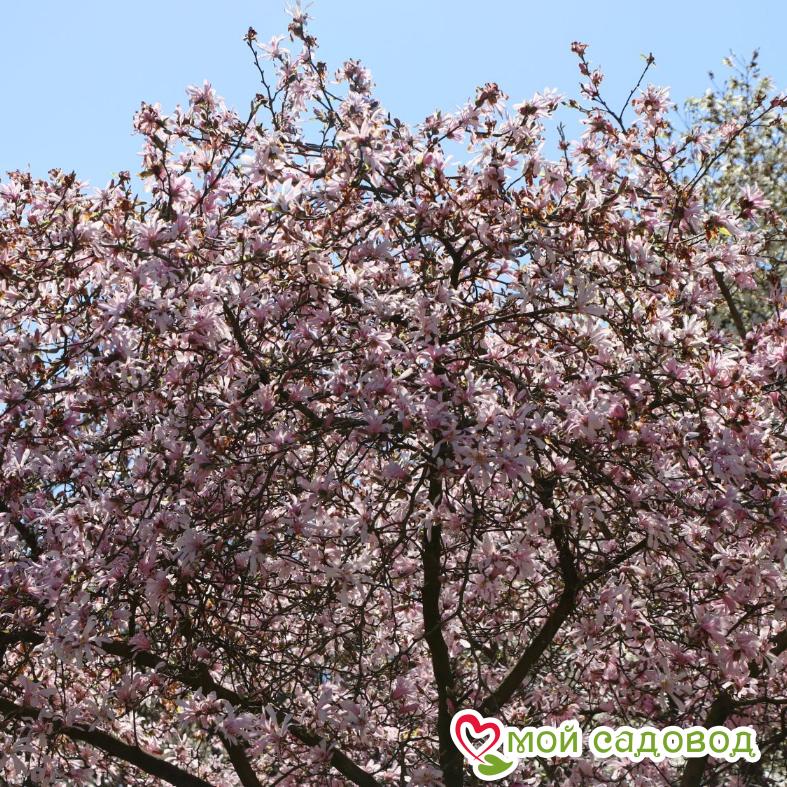 Магнолия Лебнера Леонард Мессель