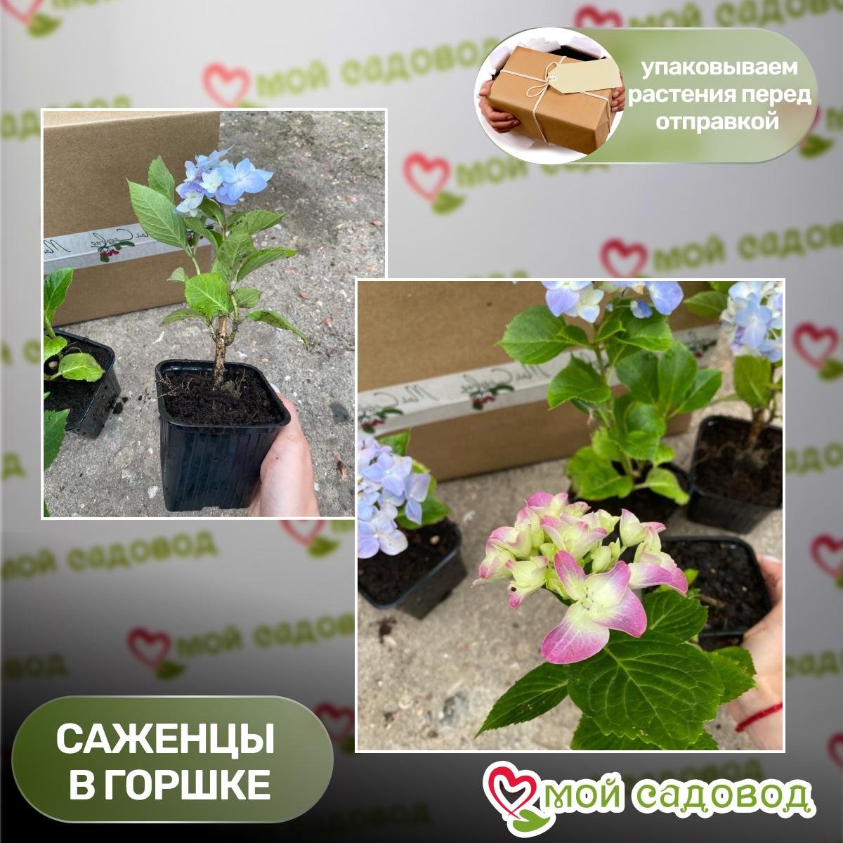 Гортензия крупнолистовая Пекс (Нимфа) ЗКС