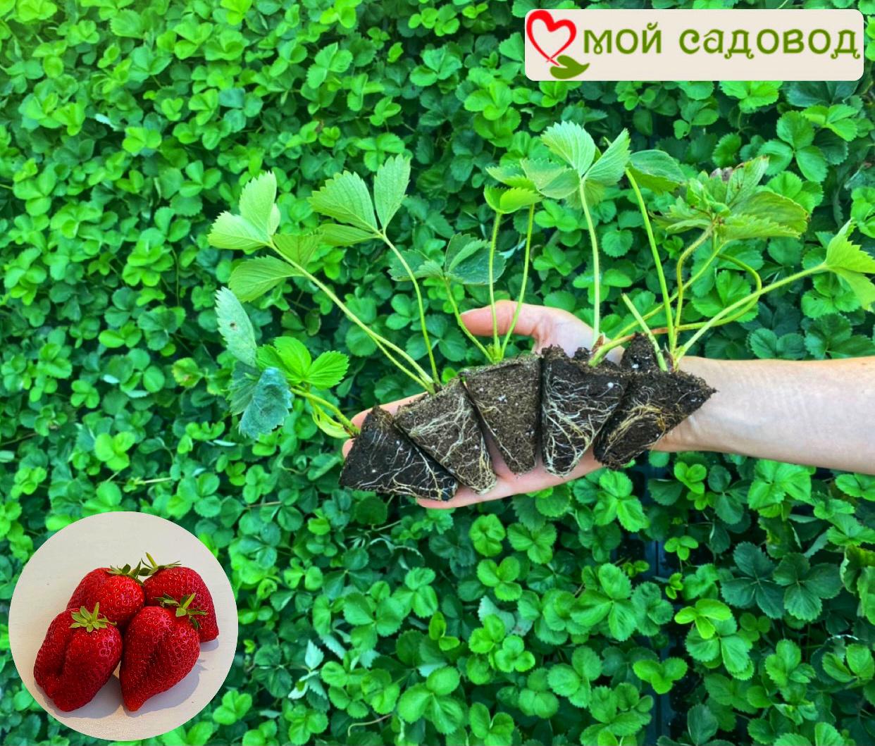 Земляника ремонтантная Королева Виктория