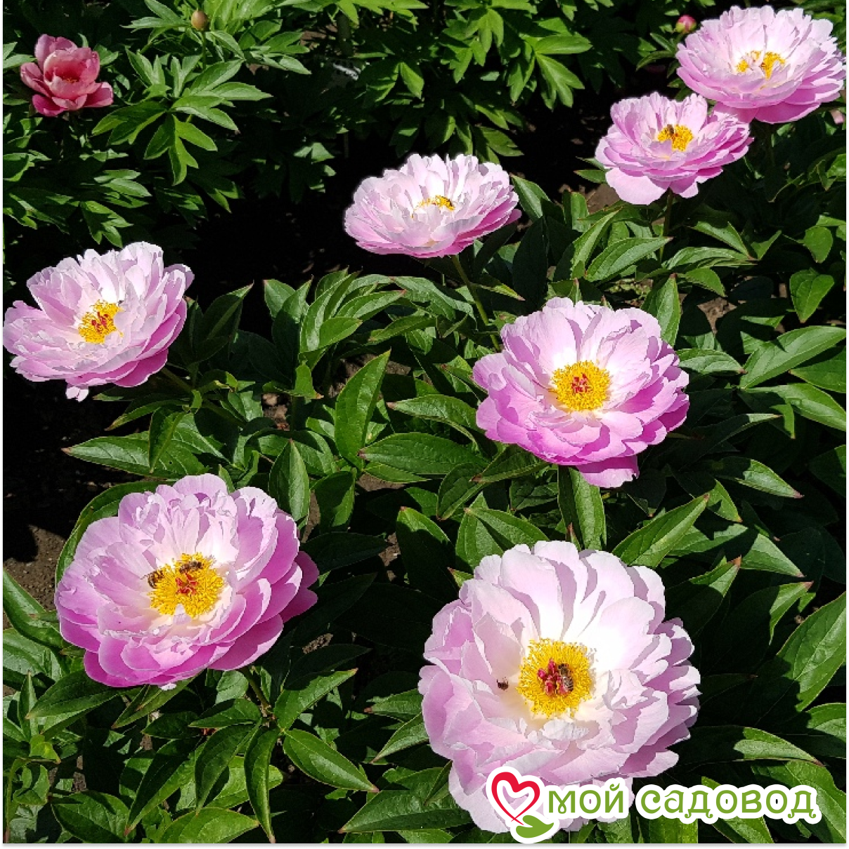 Пион Пинк Делайт