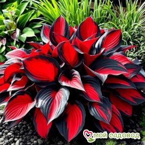 Хоста Ред Сапфир