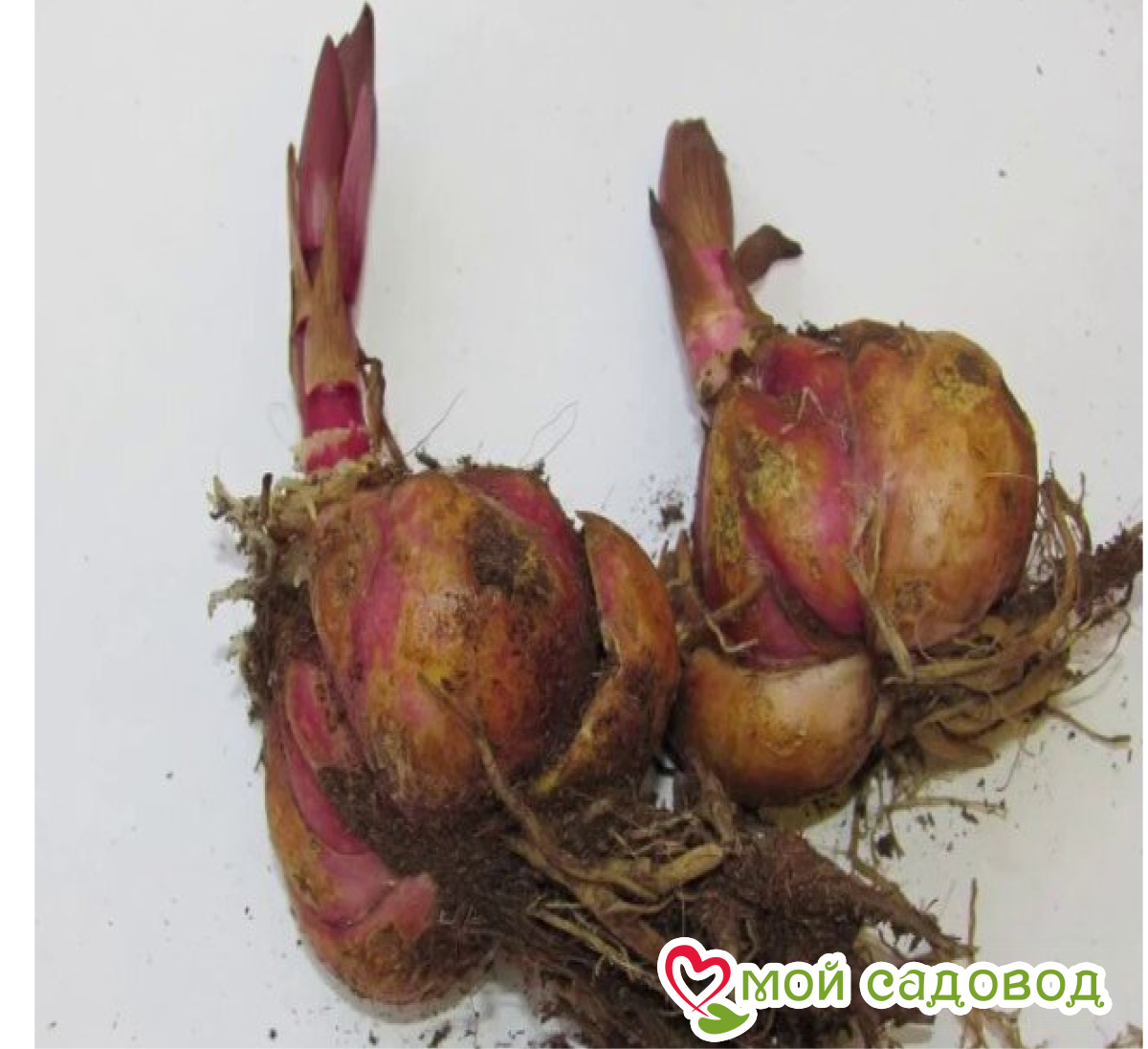 Лилия Триумф Юпитера